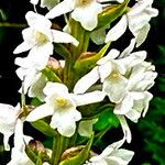 Gymnadenia odoratissima 花