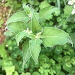 Solanum chenopodioides Blatt