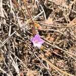 Erodium botrys Flor