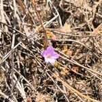 Erodium botrys Flower