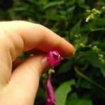 Strobilanthes hamiltoniana 花