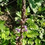 Phelipanche purpurea Цветок