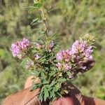 Lespedeza virginicaÕis