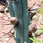 Cereus aethiops Other
