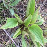 Arnoglossum plantagineum Habit