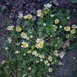 Limnanthes douglasii Συνήθη χαρακτηριστικά