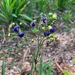 Dianella ensifolia Vrucht