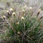 Carex halleriana Staniste