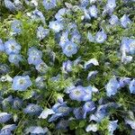 Nemophila menziesii 花