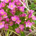 Centaurium littorale Квітка