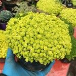 Sedum japonicum Flower