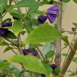 Lycianthes rantonnetii Fula