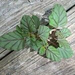 Boerhavia erecta Plante entière