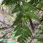 Culcita macrocarpa 葉