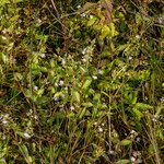 Veronica catenata Flor