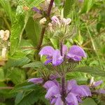 Phlomis herba-venti Bark