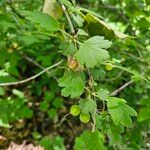 Ribes cynosbati Leaf