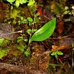 Lepanthes wendlandii Leaf