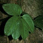 Anthurium pentaphyllum Levél