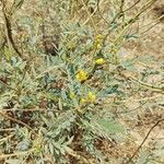 Senna alexandrina Hoja