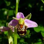 Ophrys apiferaFlower