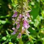 Stachys palustrisKvet