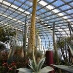 Agave guiengola 花