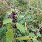 Galeopsis tetrahitFleur