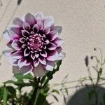 Dahlia pinnataFleur