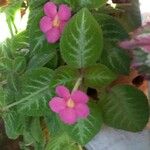 Episcia cupreata花