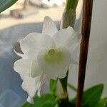 Dendrobium nobile 花