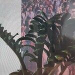 Zamioculcas zamiifolia Blatt