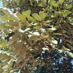 Pterospermum acerifolium Hoja