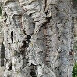 Quercus suber Bark