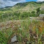 Brachypodium retusum Συνήθη χαρακτηριστικά