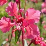 Clarkia amoena Fleur