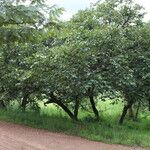 Piliostigma thonningii Συνήθη χαρακτηριστικά