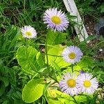 Erigeron caucasicus Flor