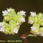 Valerianella coronata Flower
