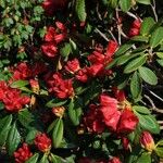 Rhododendron haematodes অভ্যাস