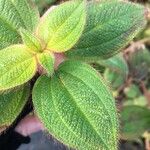 Miconia crenata Leaf