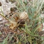 Jasonia tuberosa Fruto