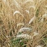 Triticum turgidum Hoja