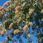 Terminalia myriocarpa Flower