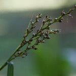 Scleria gaertneri Flower