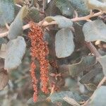 Quercus rotundifolia Flower