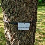 Quercus falcata Bark