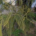 Acacia dealbata Лист