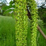 Juglans mandshurica Flor