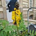 Senna didymobotrya Blüte